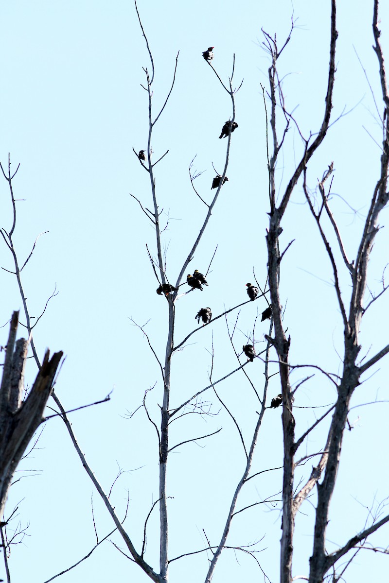 Common Hill Myna - ML637951373