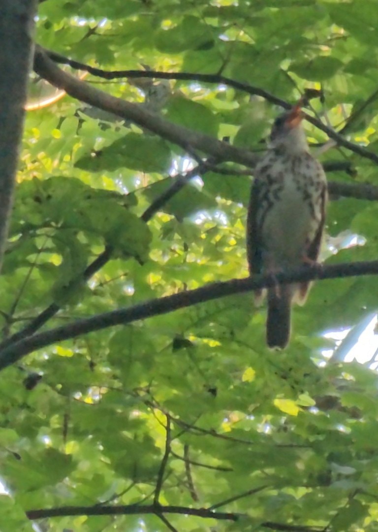 Wood Thrush - ML637951375