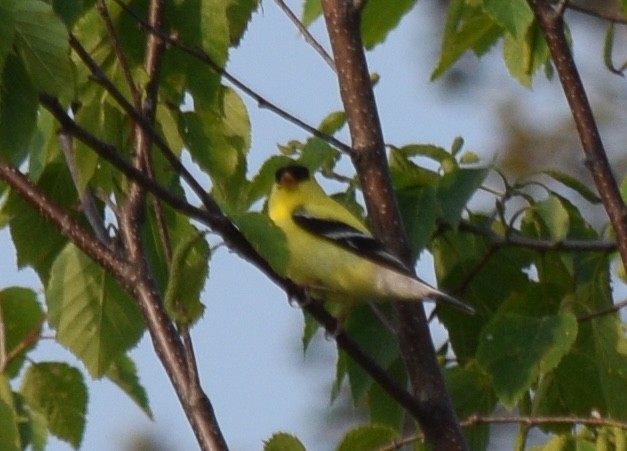American Goldfinch - ML637951390
