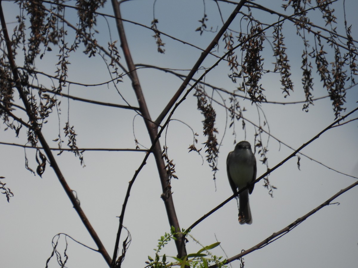River Tyrannulet - ML637951398