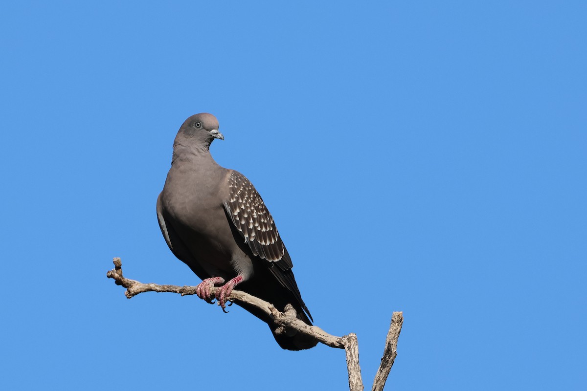 Spot-winged Pigeon - ML637951403