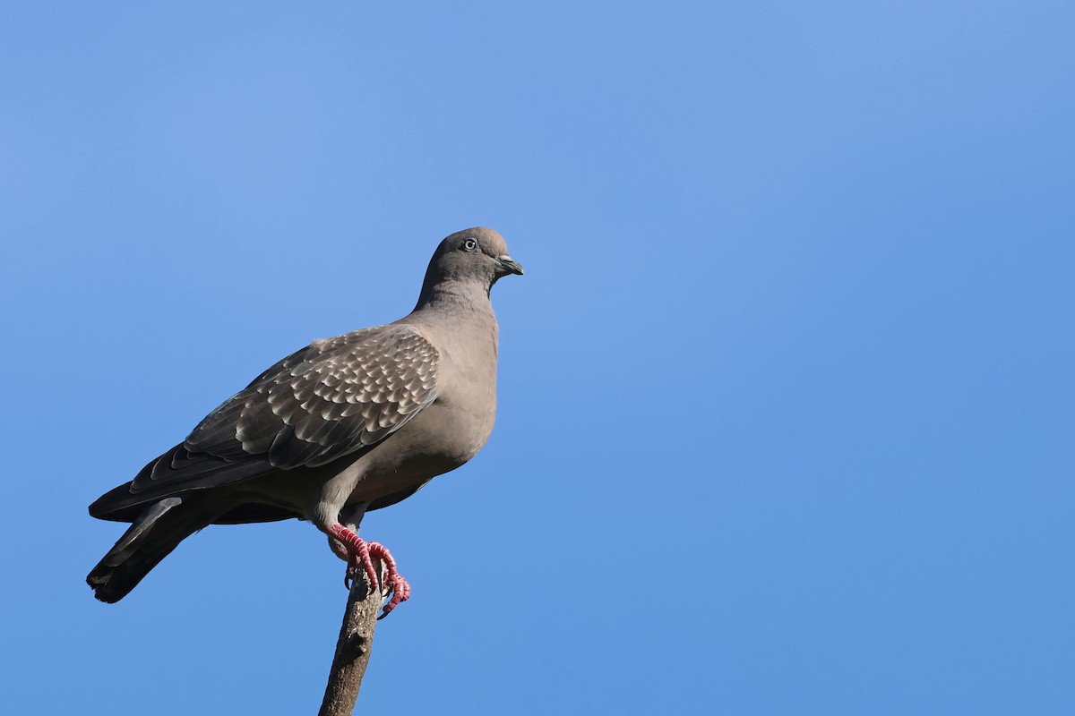 Spot-winged Pigeon - ML637951404
