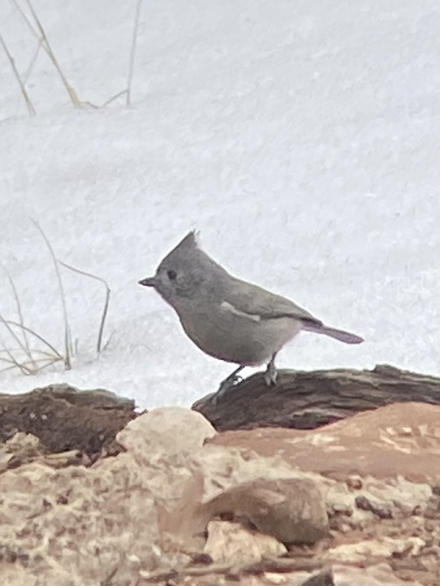 Juniper Titmouse - ML637951433