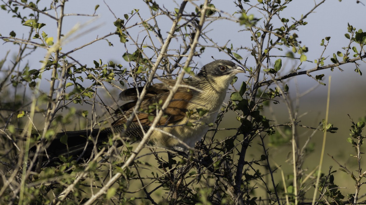 Burchell's Coucal - ML637951434