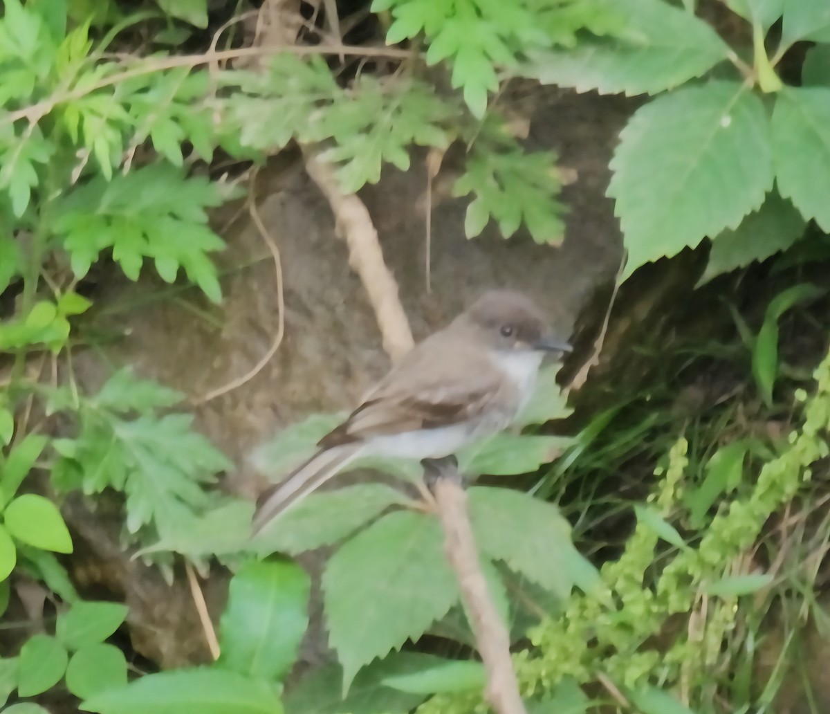 Eastern Phoebe - ML637951452