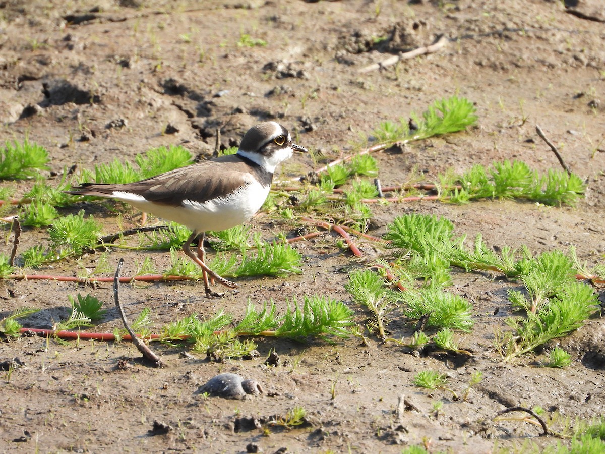 small plover sp. - Shunxin Lu