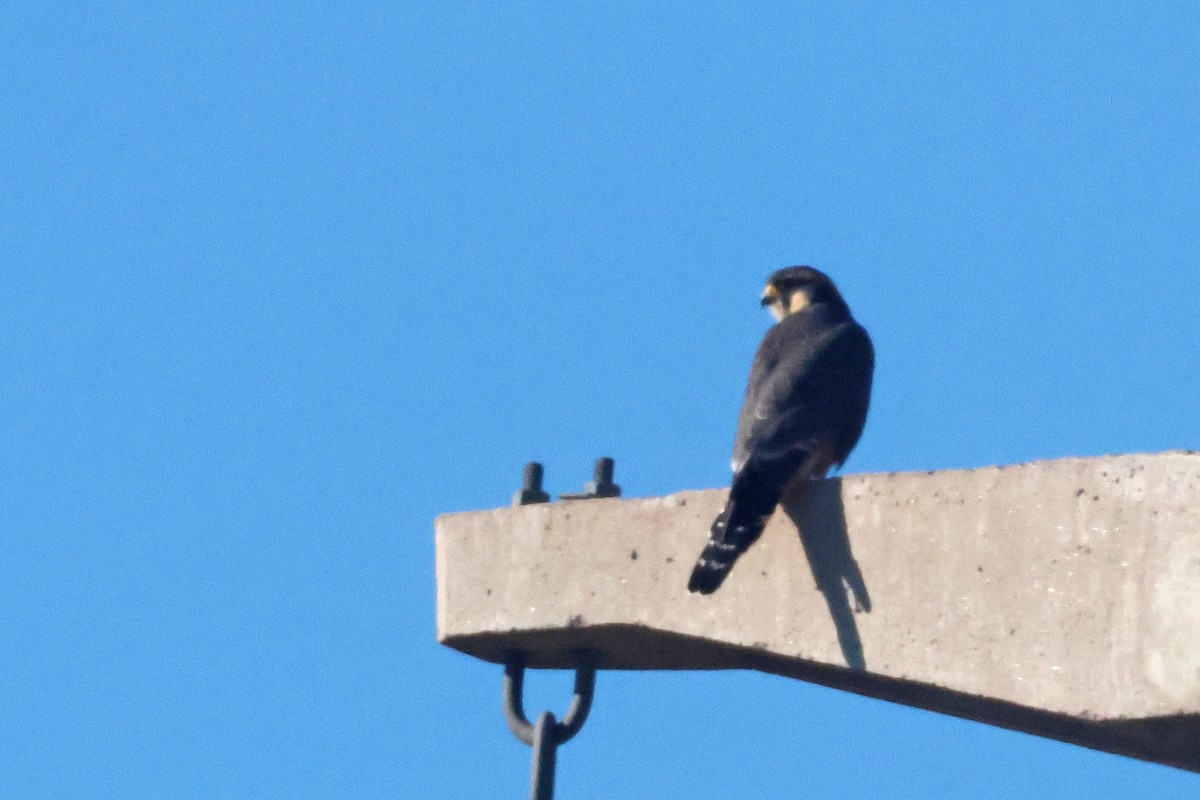 Aplomado Falcon - ML637951513
