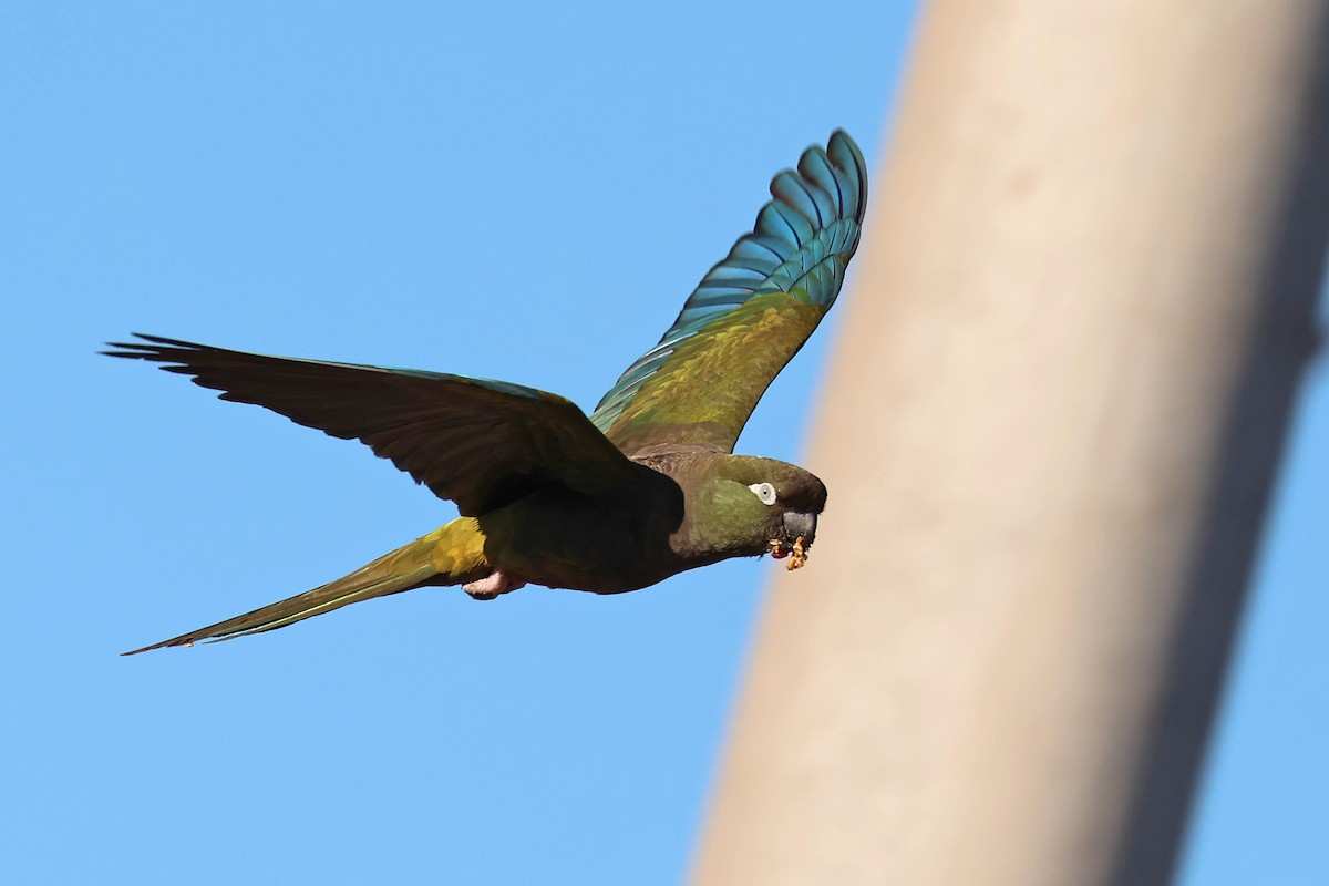 Burrowing Parakeet - ML637951569