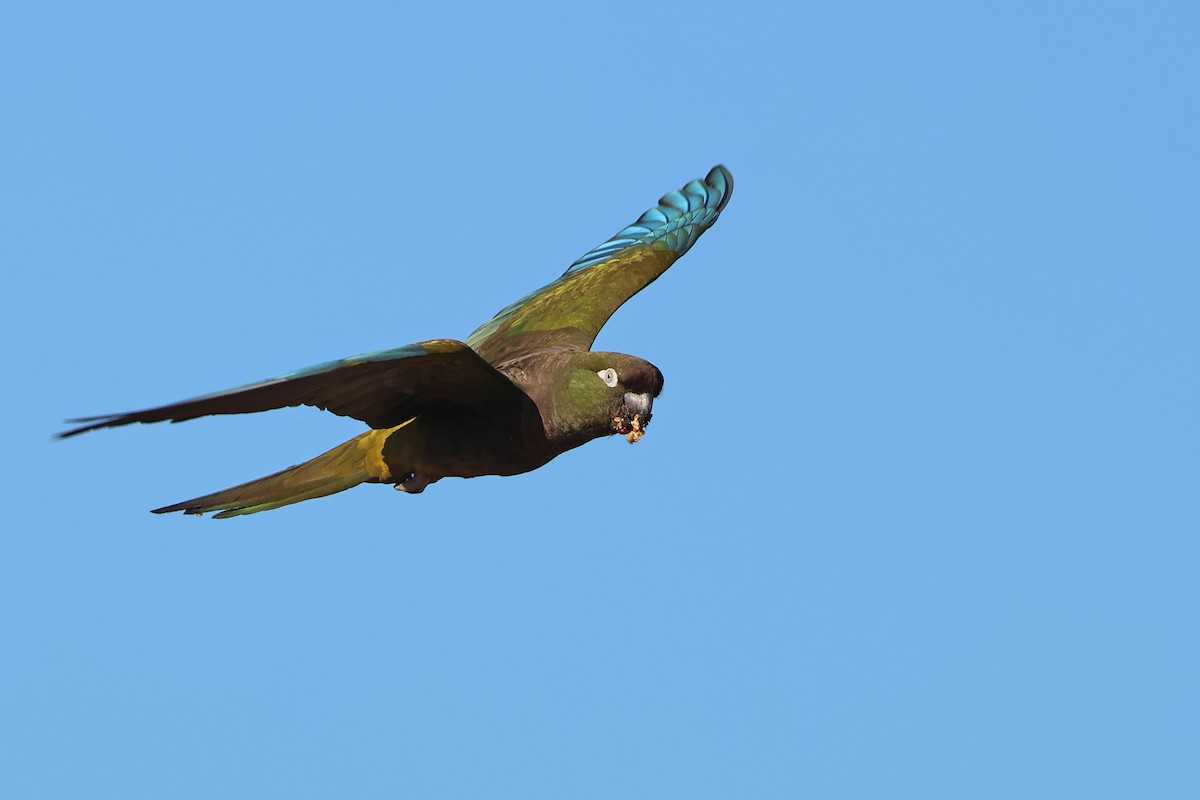 Burrowing Parakeet - ML637951571