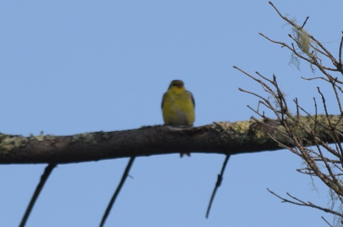 American Goldfinch - ML637951584