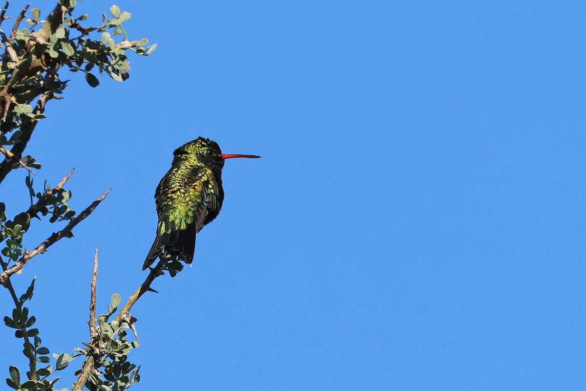 Glittering-bellied Emerald - ML637951604