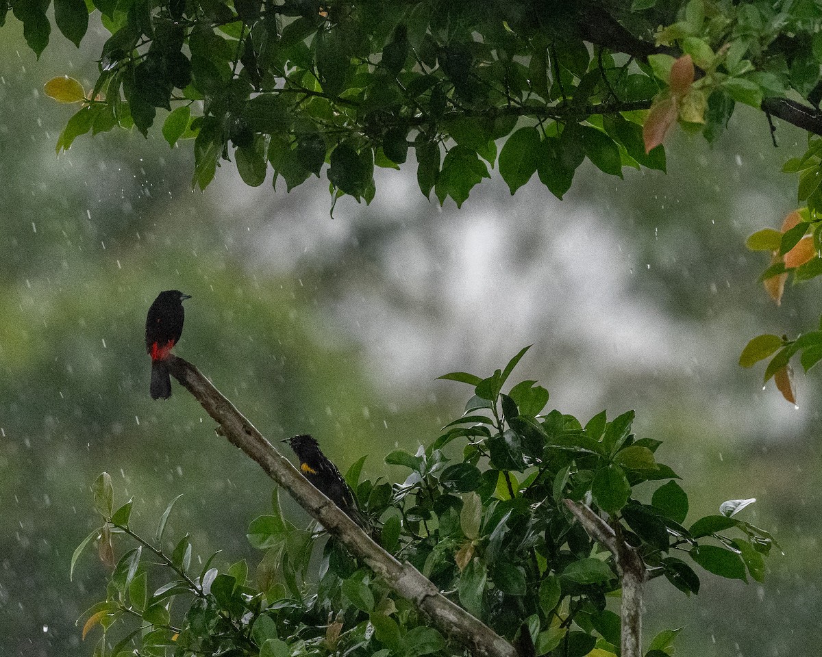 Black-cowled Oriole - ML637951684