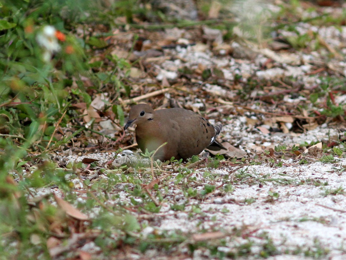 Zenaida Dove - ML637951749