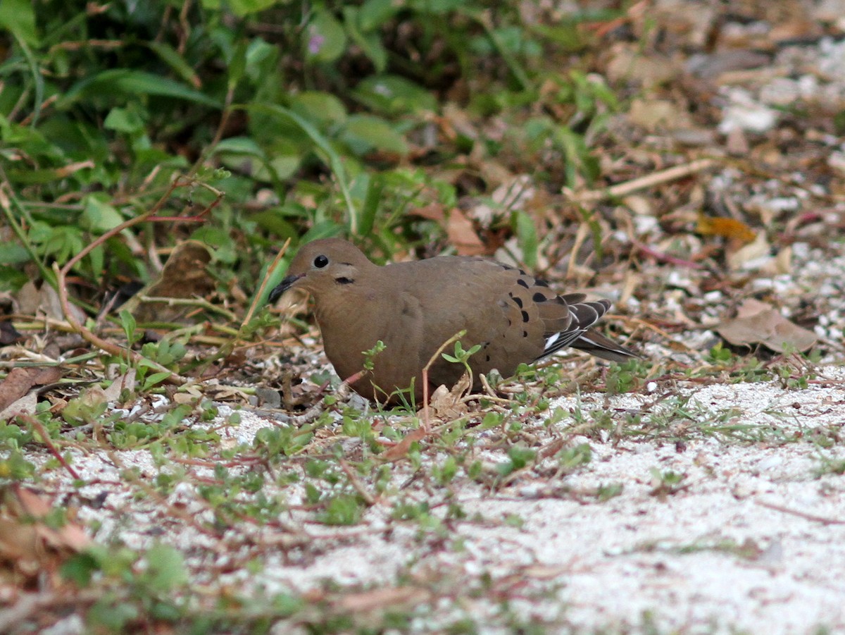 Zenaida Dove - ML637951750