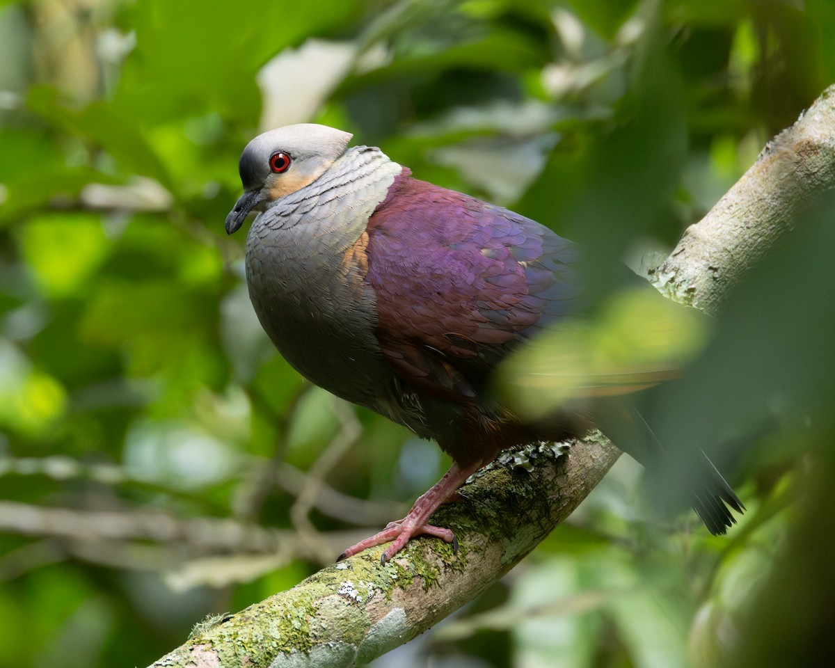 Crested Quail-Dove - ML637951755