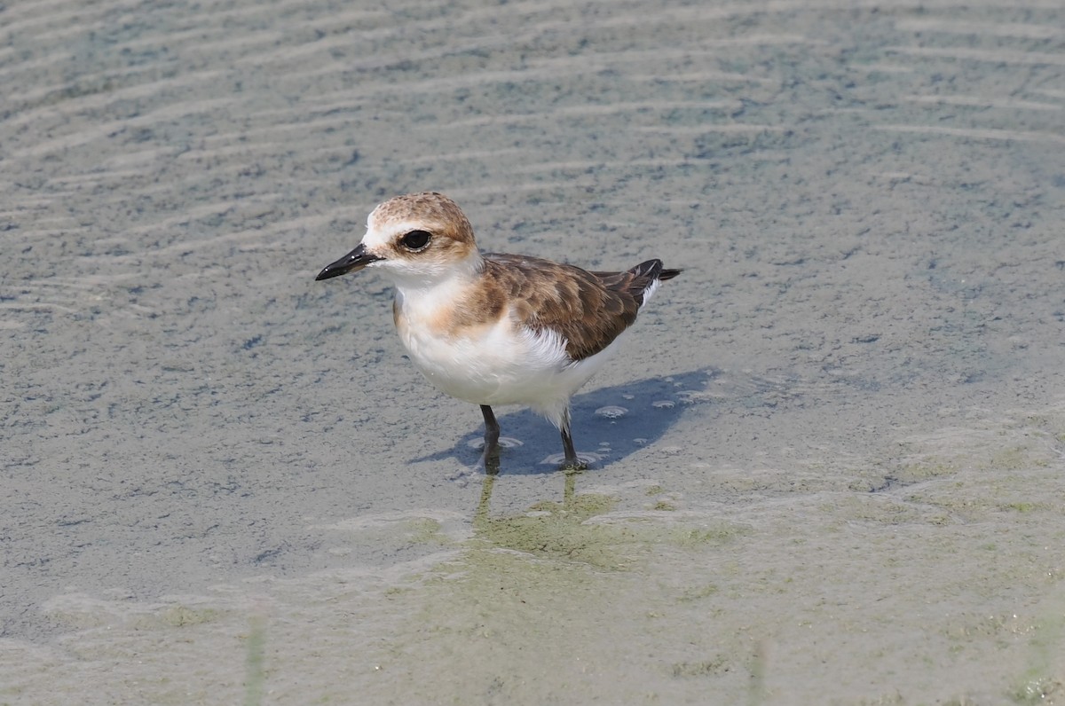 Javan Plover - ML637951766