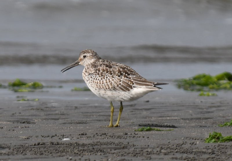 Great Knot - ML637951770