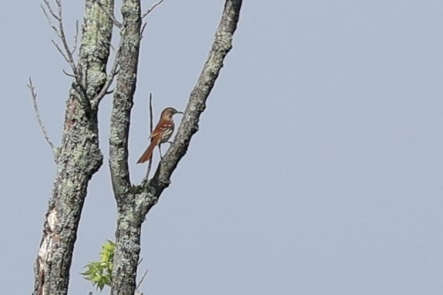 Brown Thrasher - ML637951787