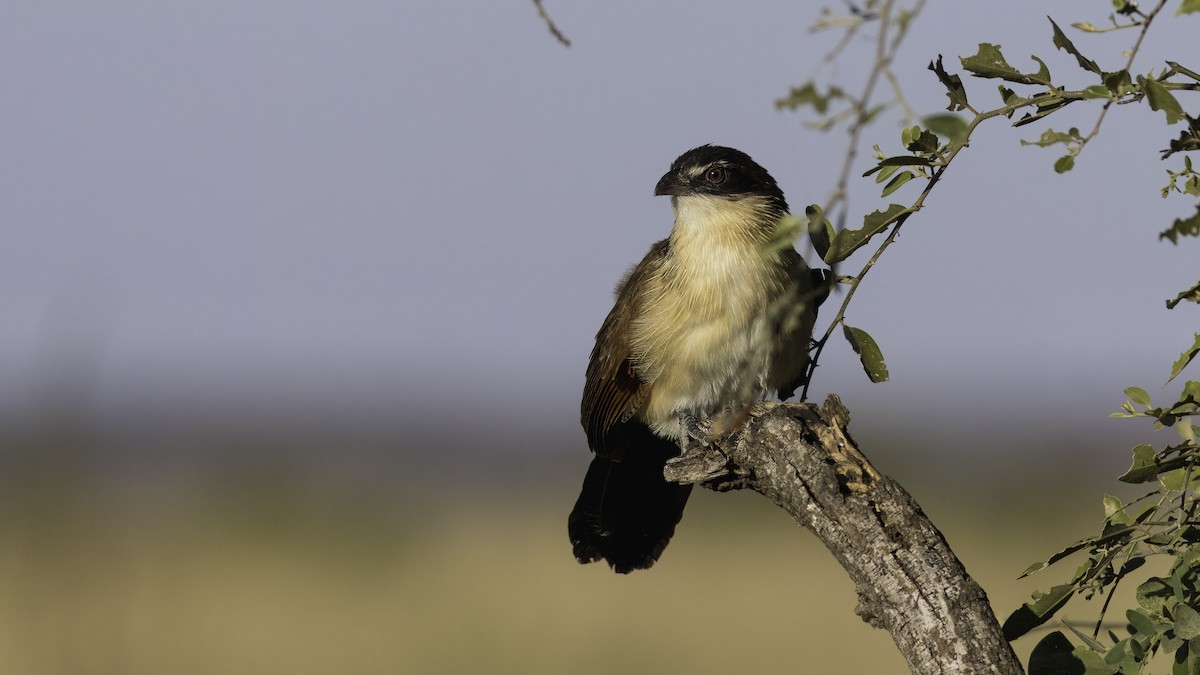 Burchell's Coucal - ML637951822