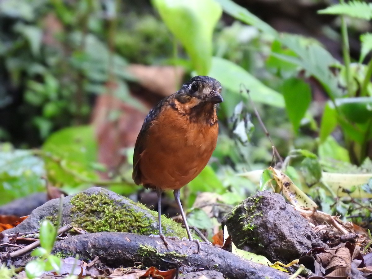 Scaled Antpitta - ML637951825