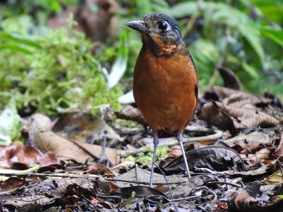 Scaled Antpitta - ML637951826