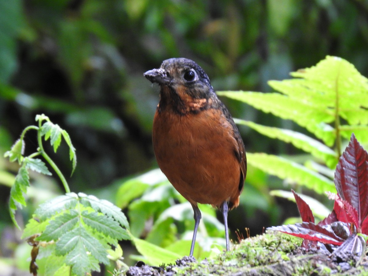 Scaled Antpitta - ML637951827