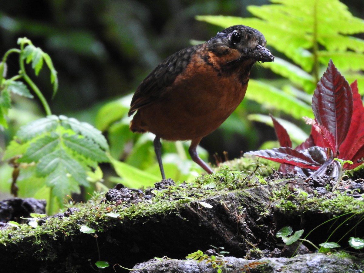 Scaled Antpitta - ML637951828