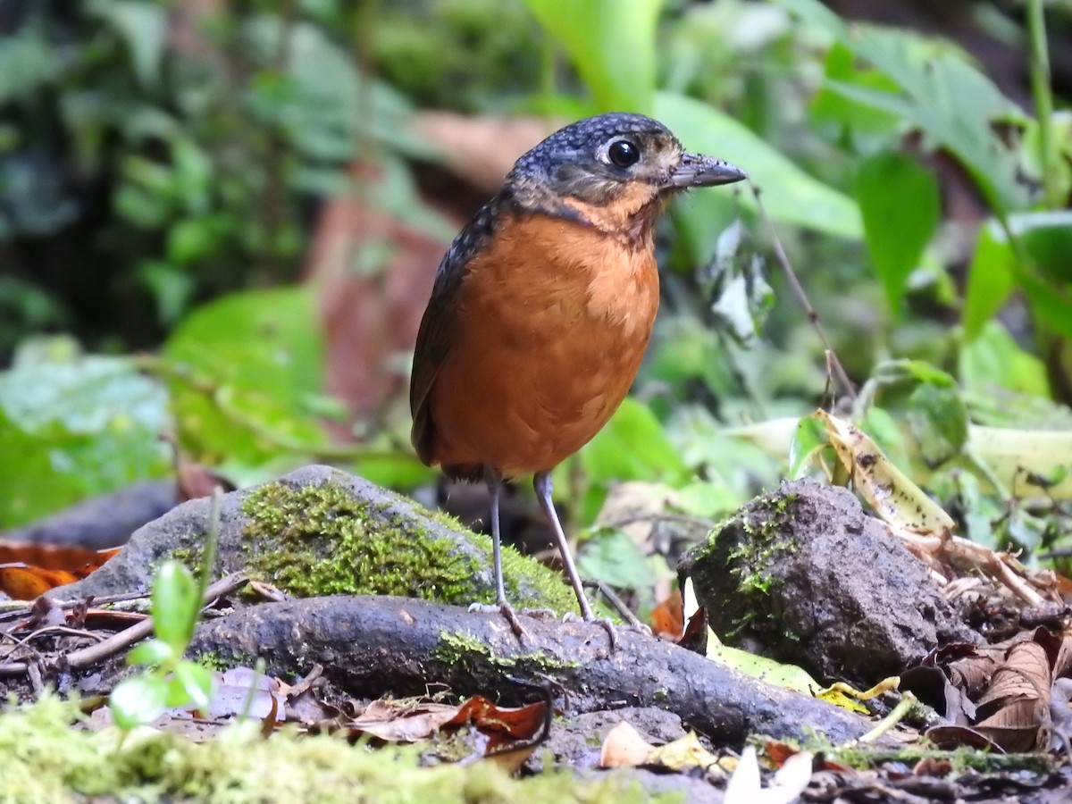 Scaled Antpitta - ML637951829
