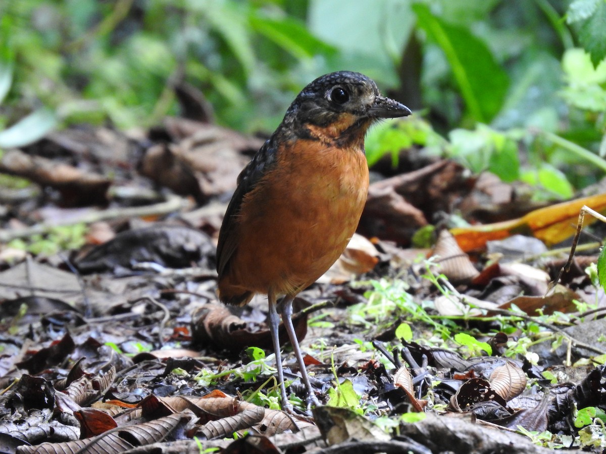 Scaled Antpitta - ML637951831