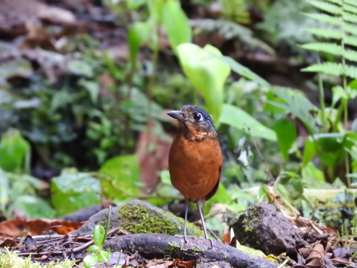 Scaled Antpitta - ML637951834