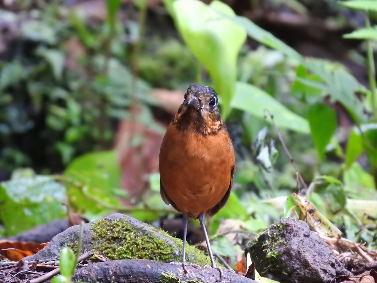 Scaled Antpitta - ML637951836