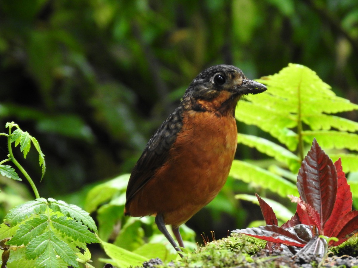 Scaled Antpitta - ML637951838