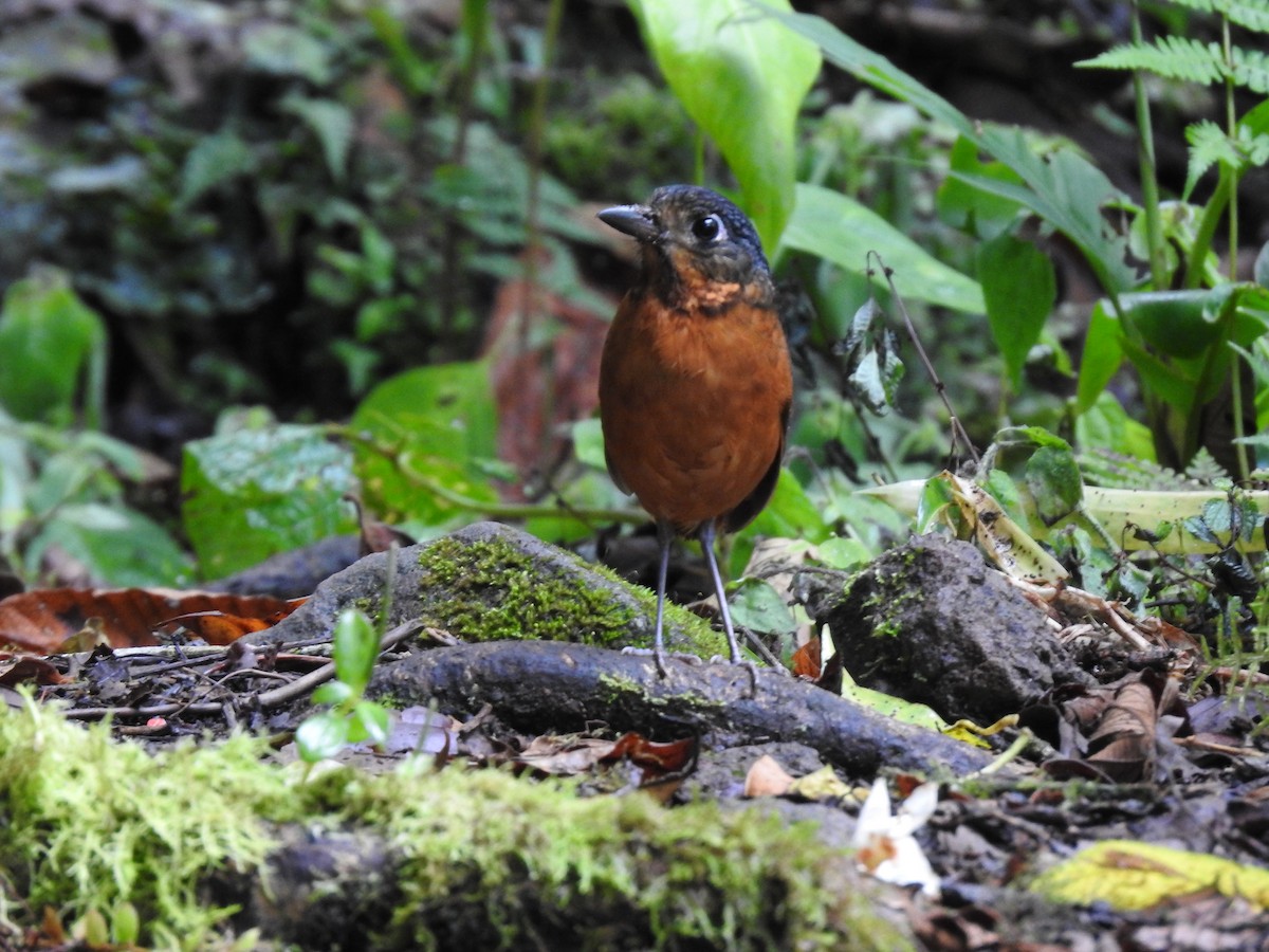 Scaled Antpitta - ML637951840