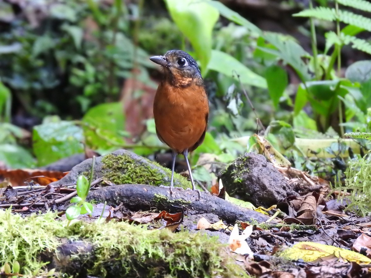 Scaled Antpitta - ML637951841
