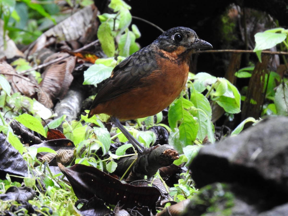 Scaled Antpitta - ML637951842