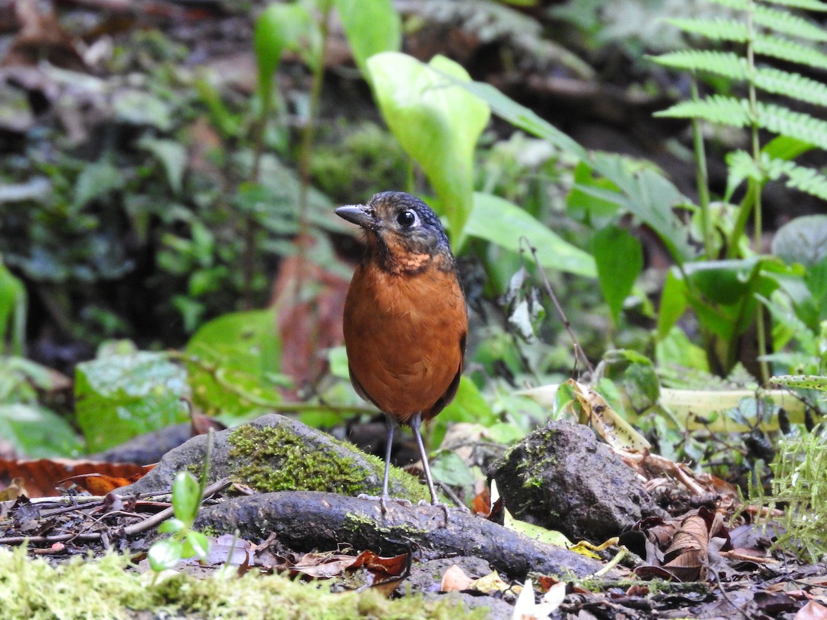 Scaled Antpitta - ML637951843