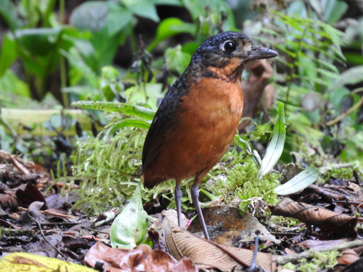 Scaled Antpitta - ML637951844