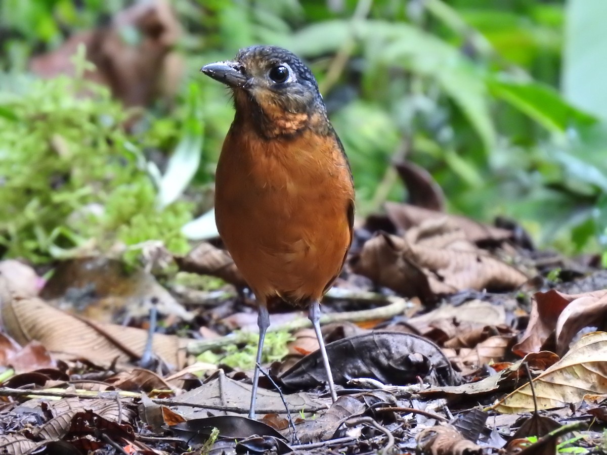 Scaled Antpitta - ML637951845