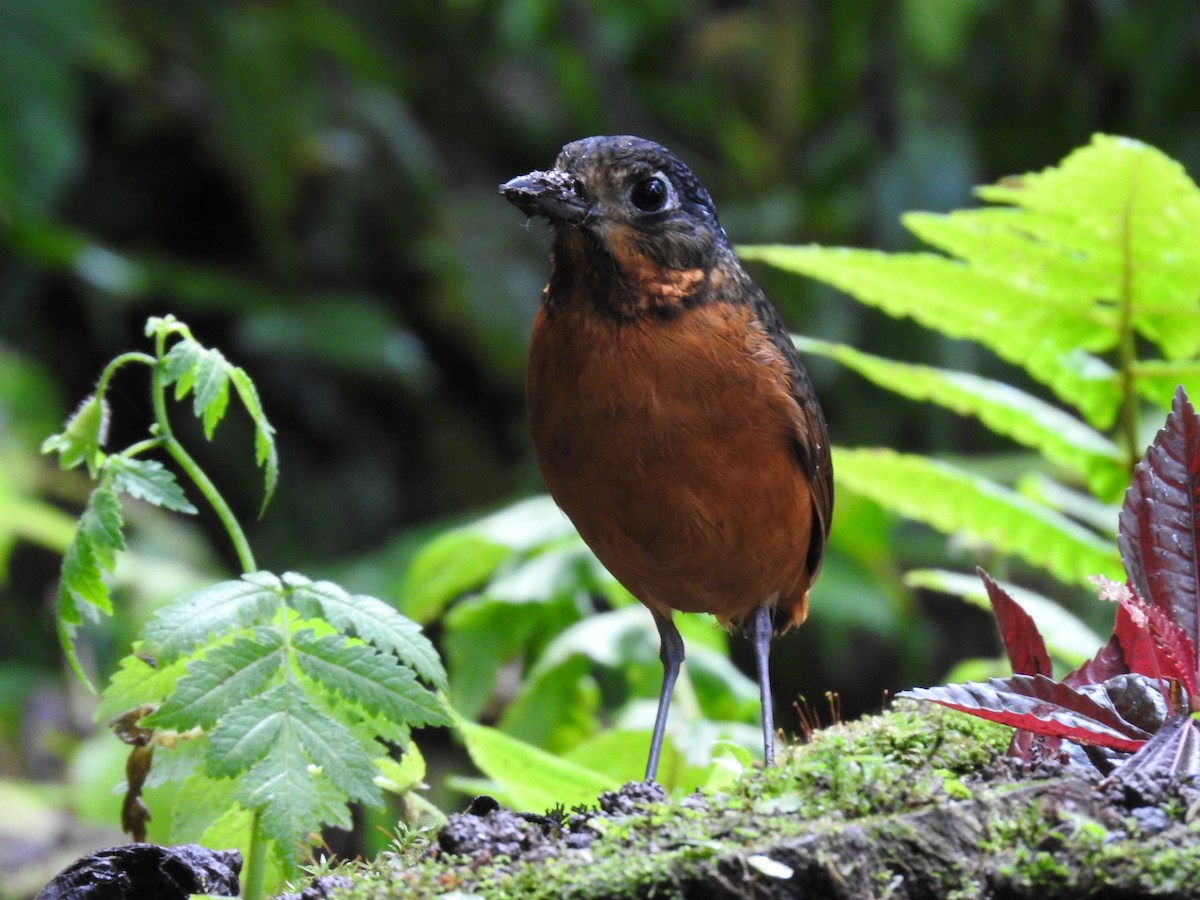Scaled Antpitta - ML637951848