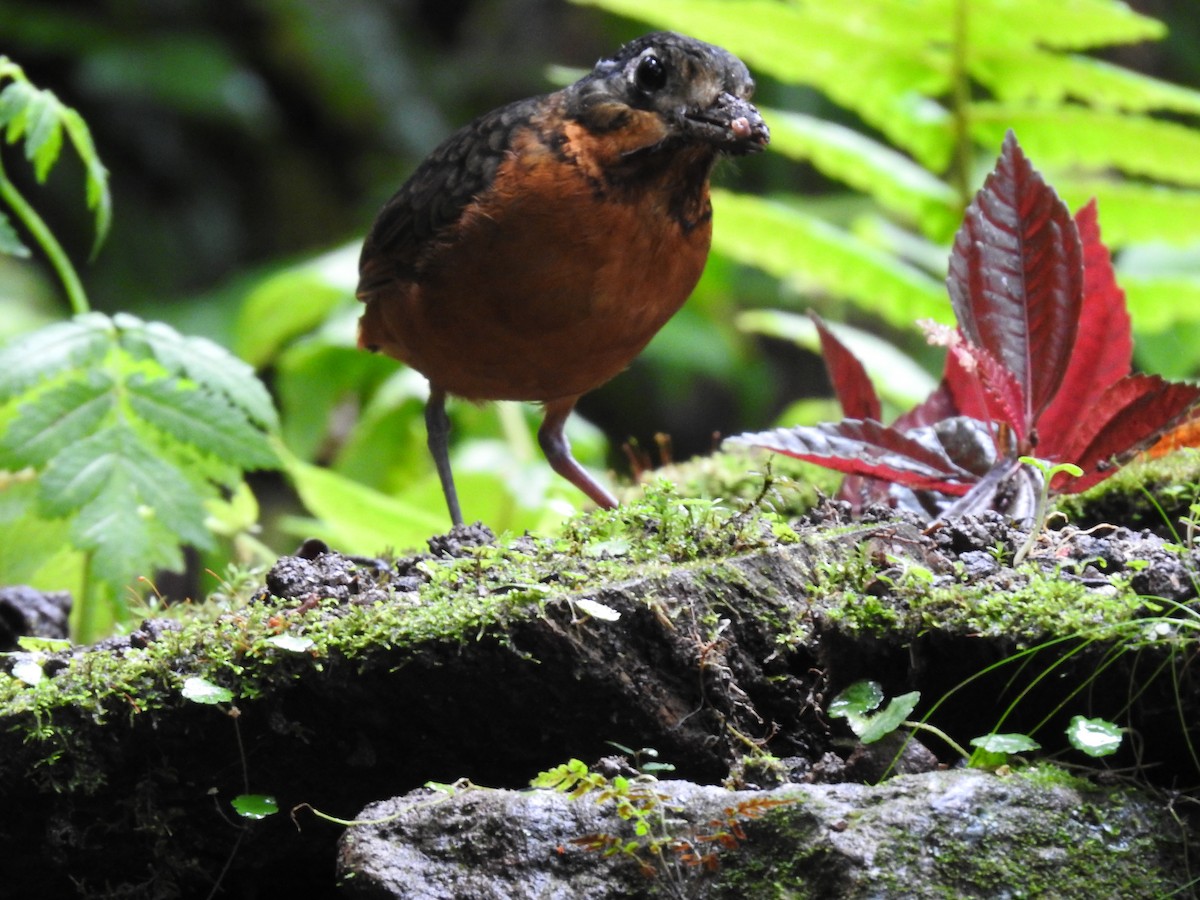 Scaled Antpitta - ML637951849