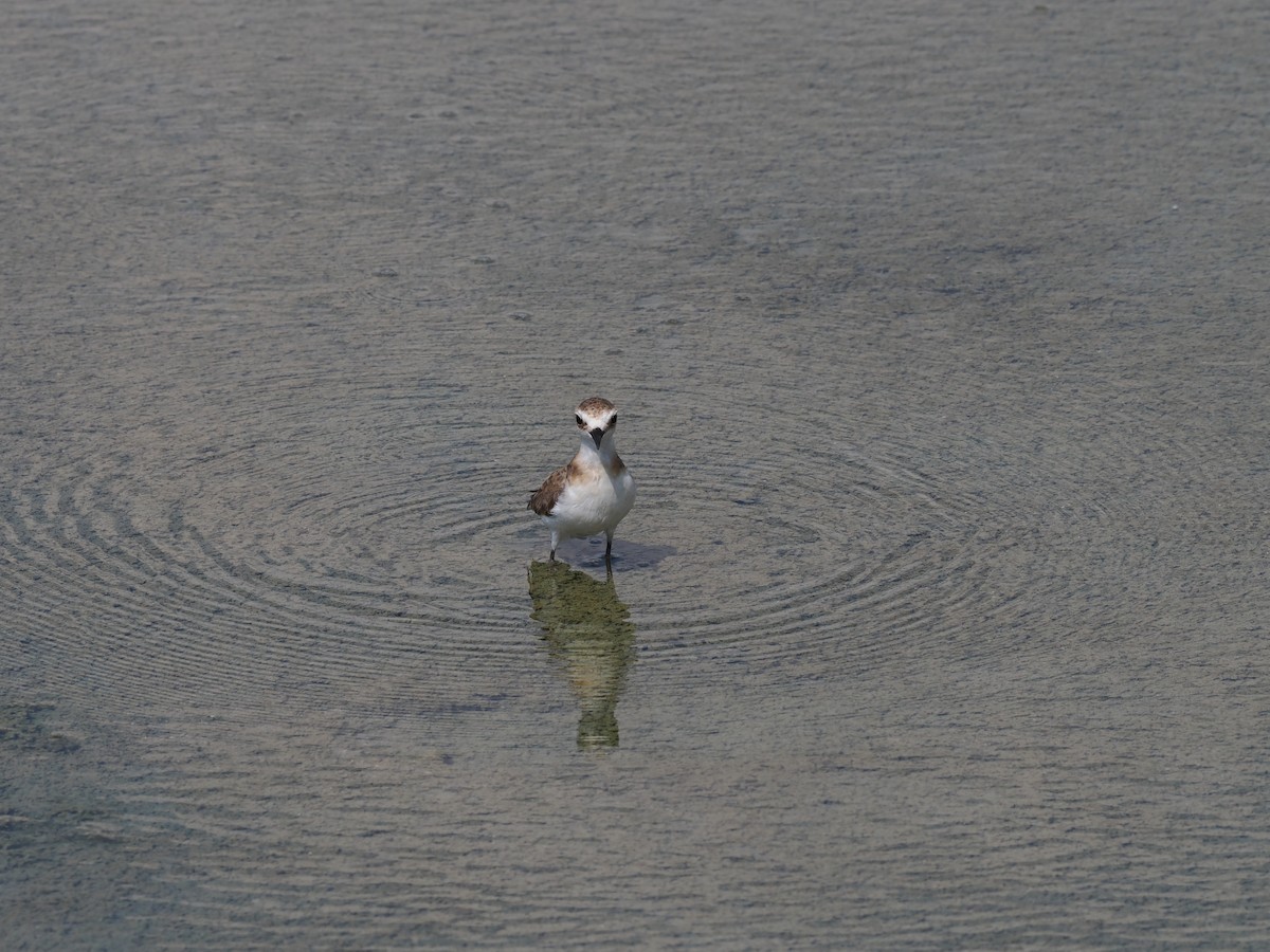 Javan Plover - ML637951852