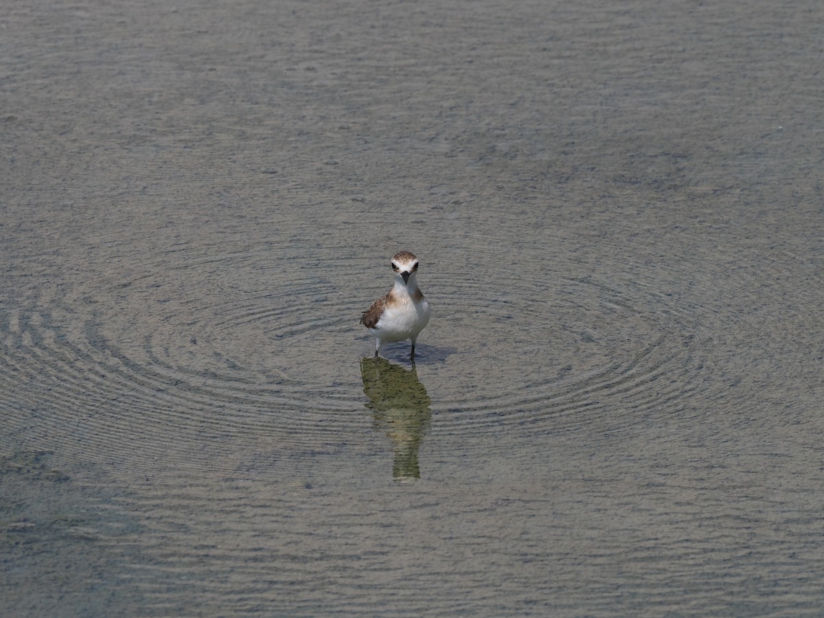Javan Plover - ML637951853