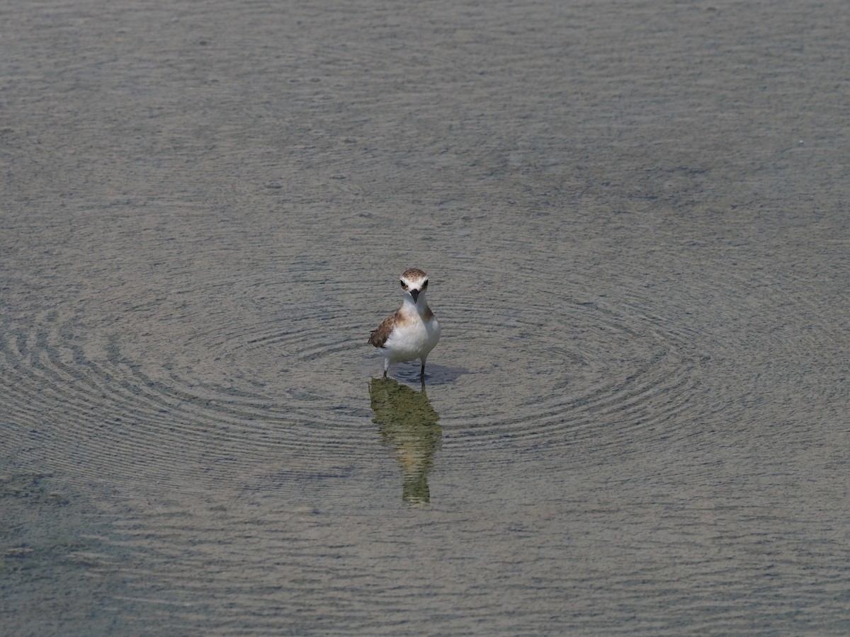 Javan Plover - ML637951854