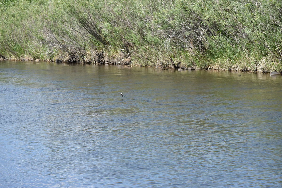 Tree Swallow - ML637951861