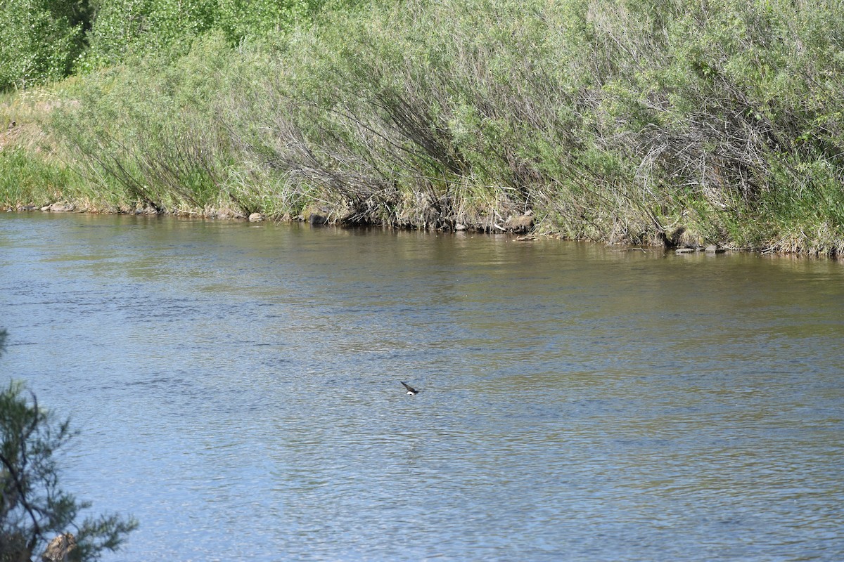 Tree Swallow - ML637951862