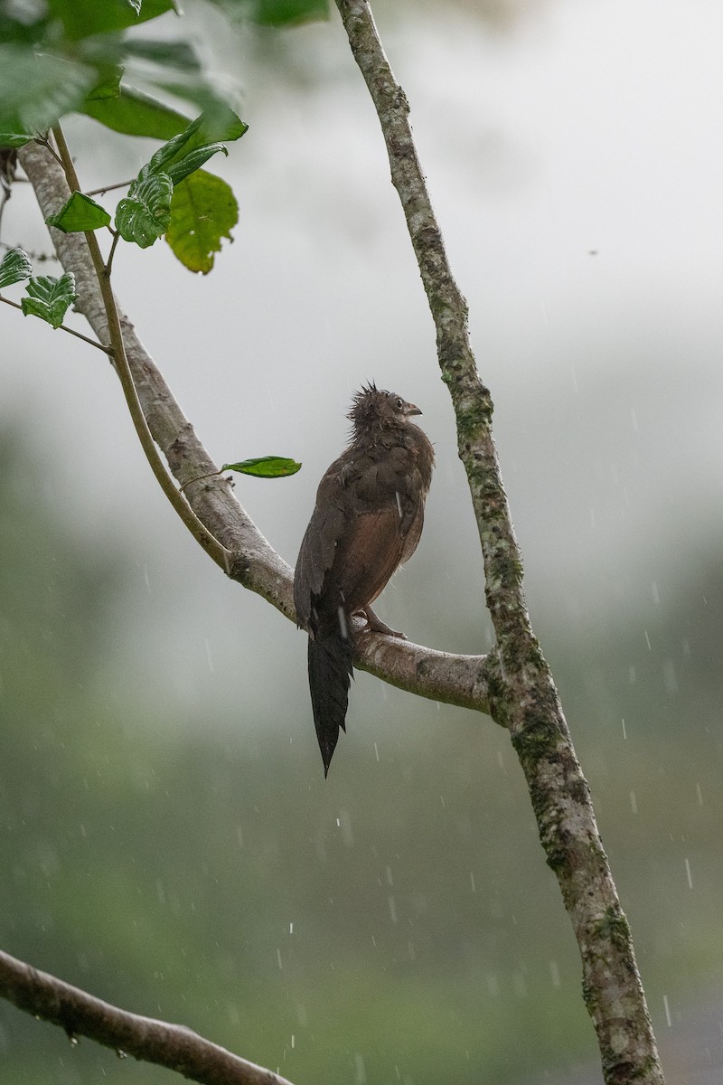 Gray-headed Chachalaca - ML637951864