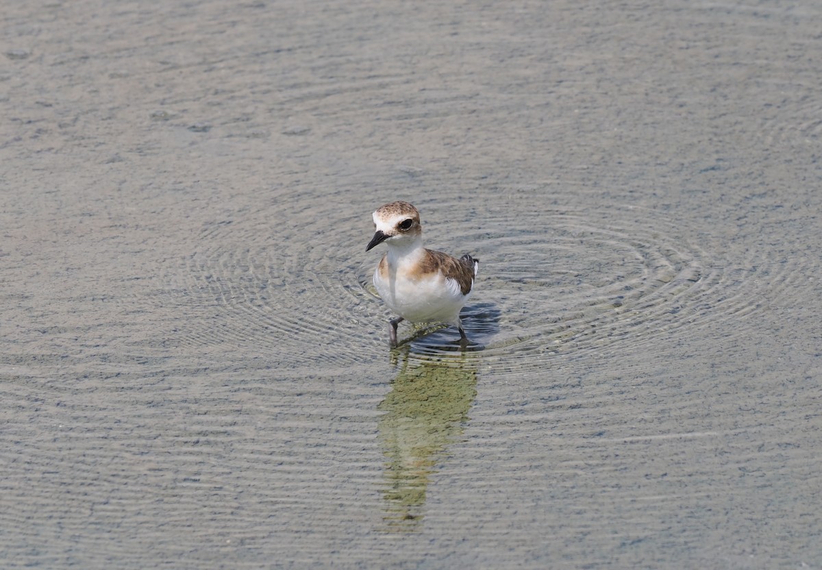 Javan Plover - ML637951949