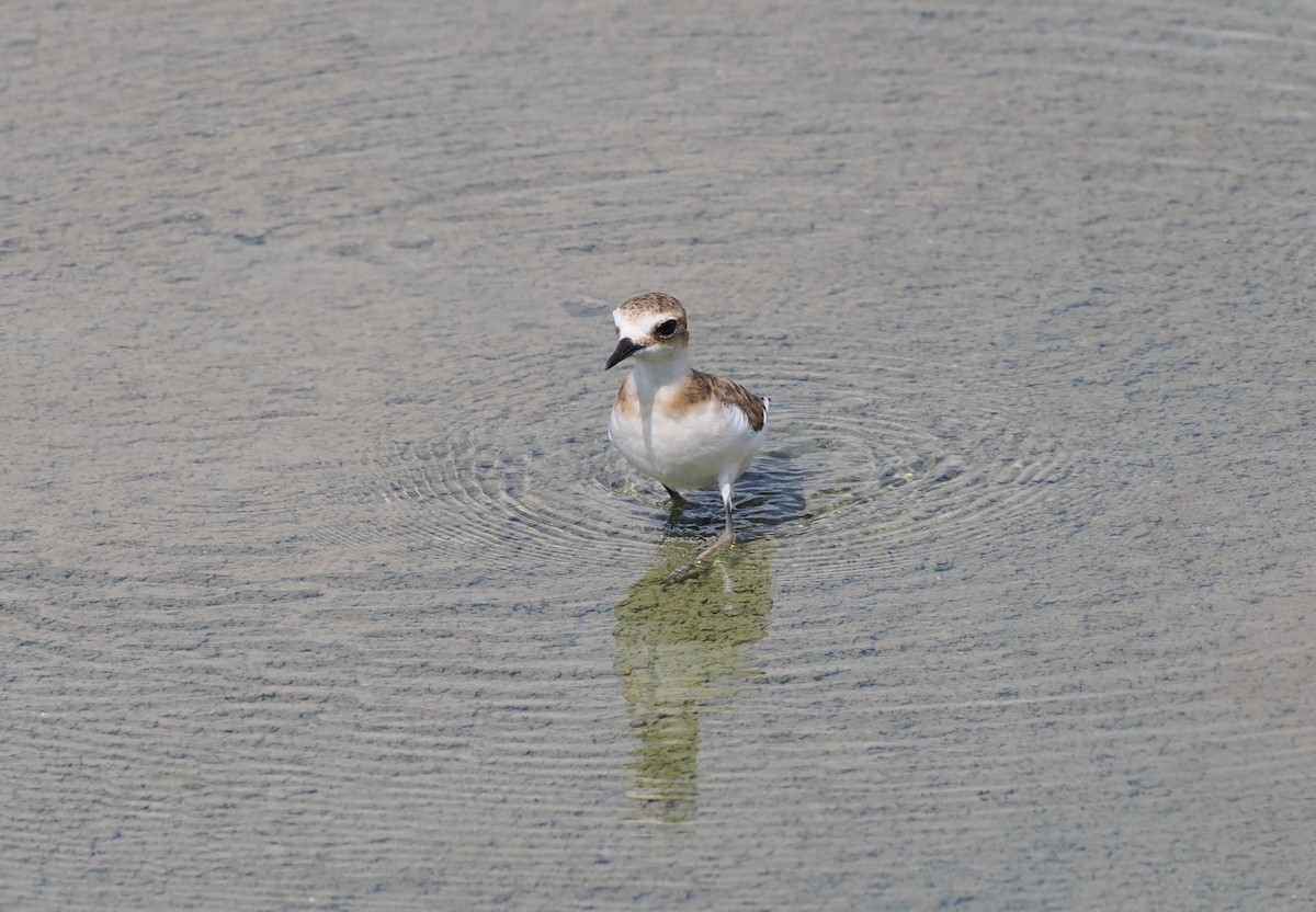 Javan Plover - ML637951950