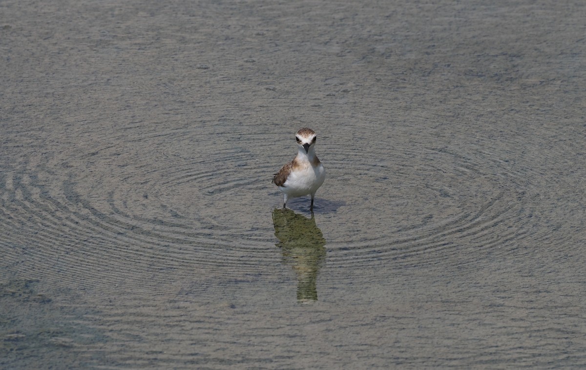 Javan Plover - ML637951951