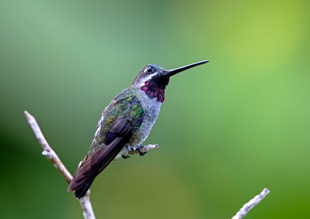 Long-billed Starthroat - ML637951977